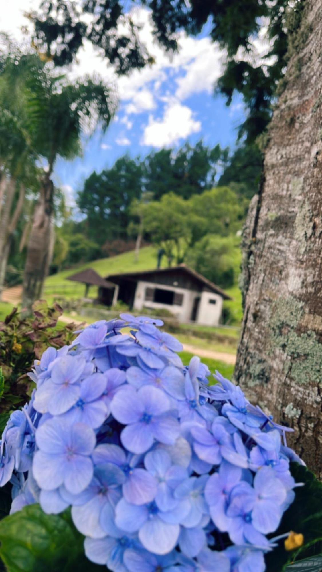 Hortênsias Estalagem Sao Bonifacio