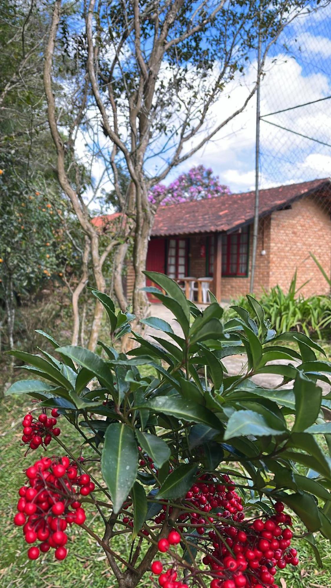 Hortênsias *